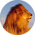 christian ndimubanzi profile picture